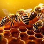 الفرق بين العسل والشهد دليلك الشامل للفوائد والاستخدامات والقيمة الغذائية