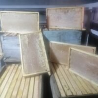 مورد عسل نحل جملة | برواز شمع كامل 2500 جرام بأسعار التوريد من شهد لاين