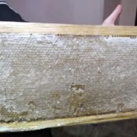 شمع العسل النقي من شهد لاين: صيدلية متكاملة وطعم لا يُقاوم في كل قطعة