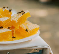 عسل السدر المصري